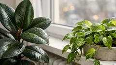 Zimmerpflanzen für bessere Raumluft: was wirklich hilft und welche Arten pflegeleicht sind