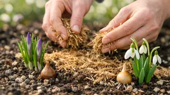 Winterharte Blumenzwiebeln: welche du im Boden lassen kannst und welche besser raus müssen