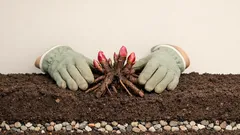 Pfingstrosen im Herbst pflanzen: So blühen sie im nächsten Jahr zuverlässig