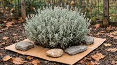 Lavendel überwintern: So schützt du ihn mit Karton vor Nässe und Frost