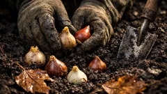 Was du im Oktober pflanzen solltest: winterharte Favoriten für ein starkes Frühjahr