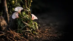 Ackerwinde im Garten bekämpfen: 3 Methoden, die wirklich helfen